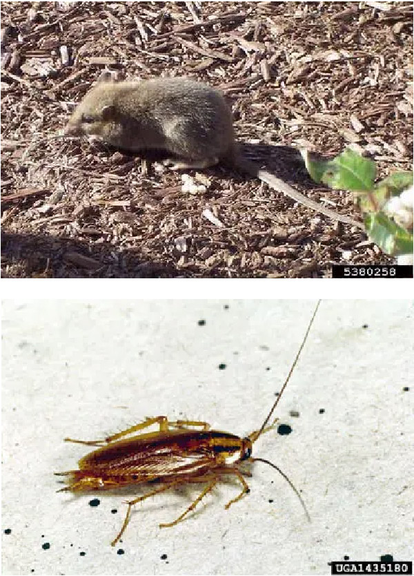 rodent and cockroach